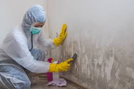 Mold Documentation for Insurance Claims in West Carthage, NY